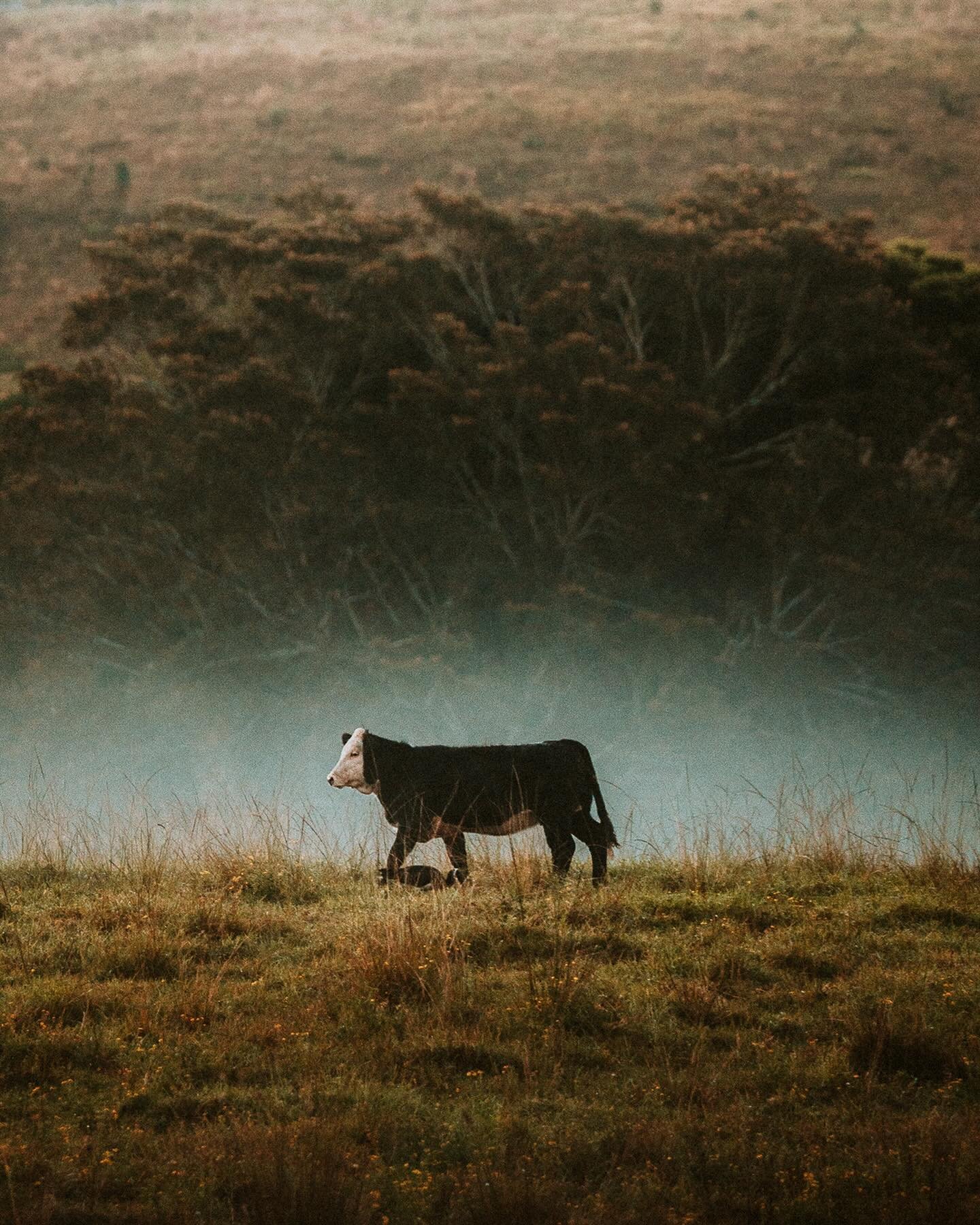 A few frames taken at the farm in the moody depths of Autumn last year&hellip; can&rsquo;t wait for this weather to return ✨
#foggymoody #farmstays #getoutdoorsmore #northernnsw #visitnimbin